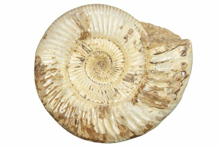 Jurassic Ammonite (Perisphinctes) - Madagascar #229536